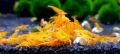 Bild 1 von Orange Sakura - Neocaridina davidi DNZ ! // ab 2,19€ im Staffelpreis