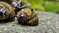 Bild 3 von Geweihschnecke Sun Snail  // ab 1,59€ im Staffelpreis